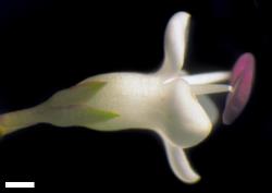 Veronica dieffenbachii. Flower with corolla tube much longer than calyx. Scale = 1 mm.
 Image: W.M. Malcolm © Te Papa CC-BY-NC 3.0 NZ